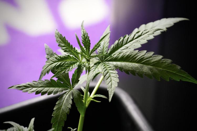 Pheno B Blueberry  Muffin by Zamnesia. Week 5 - Blueberry Muffin Pheno B studio Plagron background 