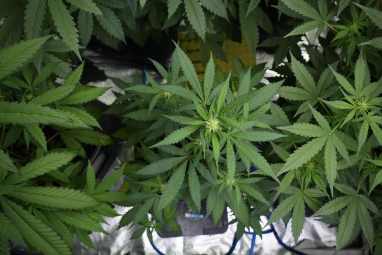 Cash Express By Zamnesia Pheno A. Week 5 - Cash Express Pheno B Bird Views