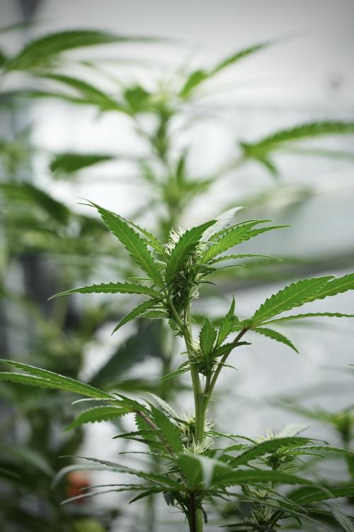 Cash Express By Zamnesia Pheno A. Week 5 - Cash Express Pheno B side views