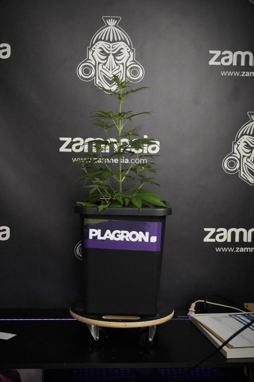 Pheno B Cash Express By Zamnesia. Week 5 - Cash Express Pheno B side views 
