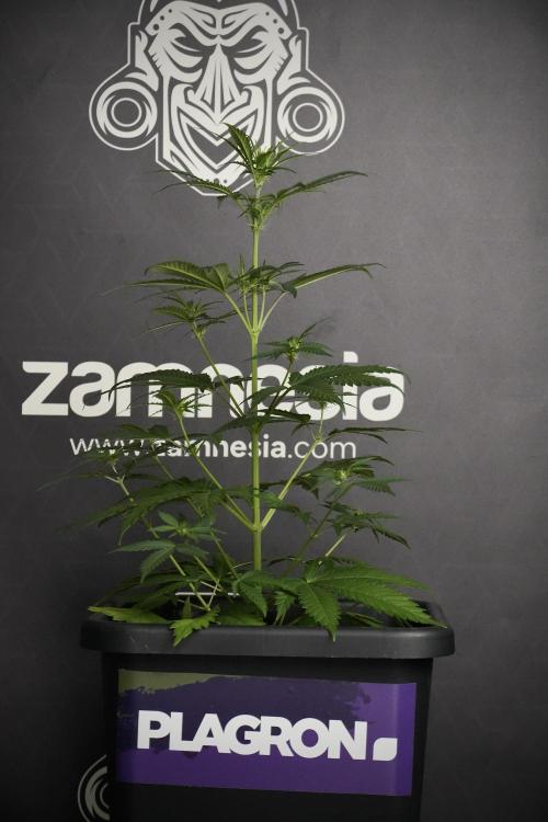 Pheno B Cash Express By Zamnesia. Week 5 - Cash Express Pheno B side views 