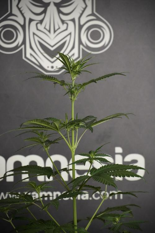Pheno B Cash Express By Zamnesia. Week 5 - Cash Express Pheno B side views 