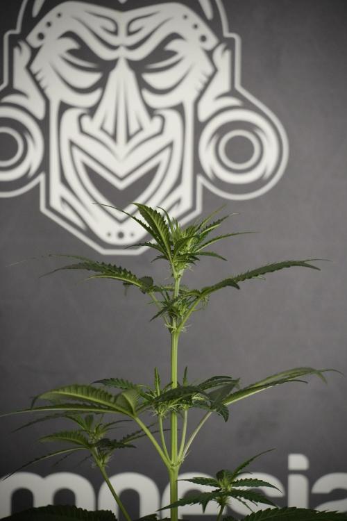 Pheno B Cash Express By Zamnesia. Week 5 - Cash Express Pheno B side views 