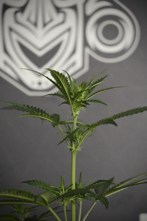 Pheno B Cash Express By Zamnesia. Week 5 - Cash Express Pheno B side views 