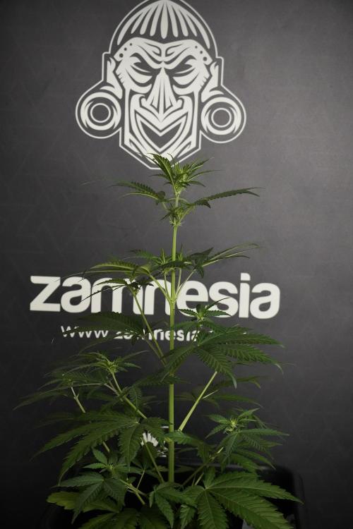 Pheno B Cash Express By Zamnesia. Week 5 - Cash Express Pheno B side views 