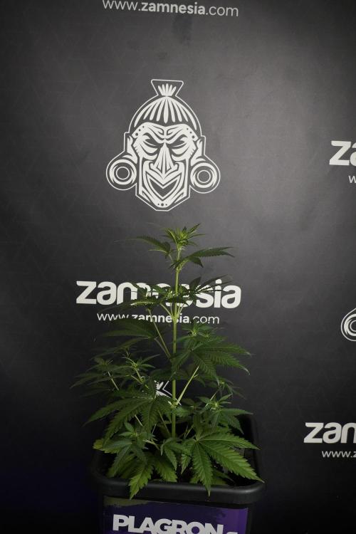 Pheno B Cash Express By Zamnesia. Week 5 - Cash Express Pheno B side views 