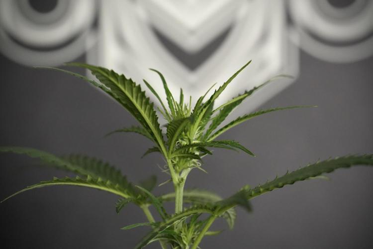 Pheno B Cash Express By Zamnesia. Week 5 - Cash Express Pheno B side views 