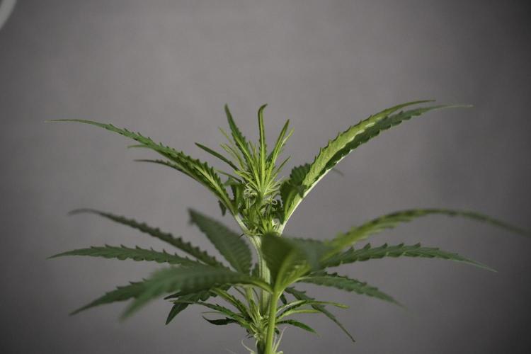Pheno B Cash Express By Zamnesia. Week 5 - Cash Express Pheno B side views 