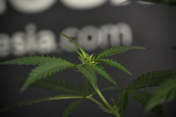 Pheno B Cash Express By Zamnesia. Week 5 - Cash Express Pheno B Bird views 