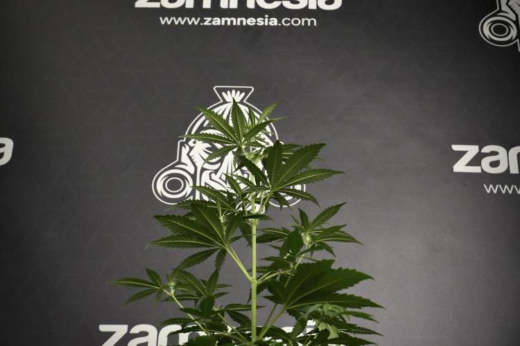 Pheno B Cash Express By Zamnesia. Week 5 - Cash Express Pheno B under views 