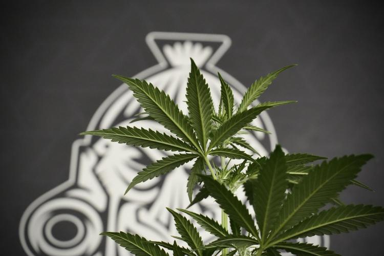Pheno B Cash Express By Zamnesia. Week 5 - Cash Express Pheno B under views 