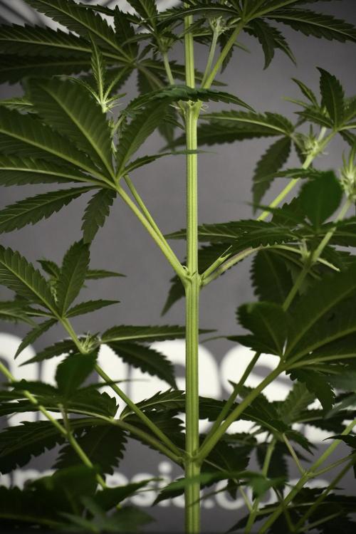 Pheno B Cash Express By Zamnesia. Week 5 - Cash Express Pheno B under views 