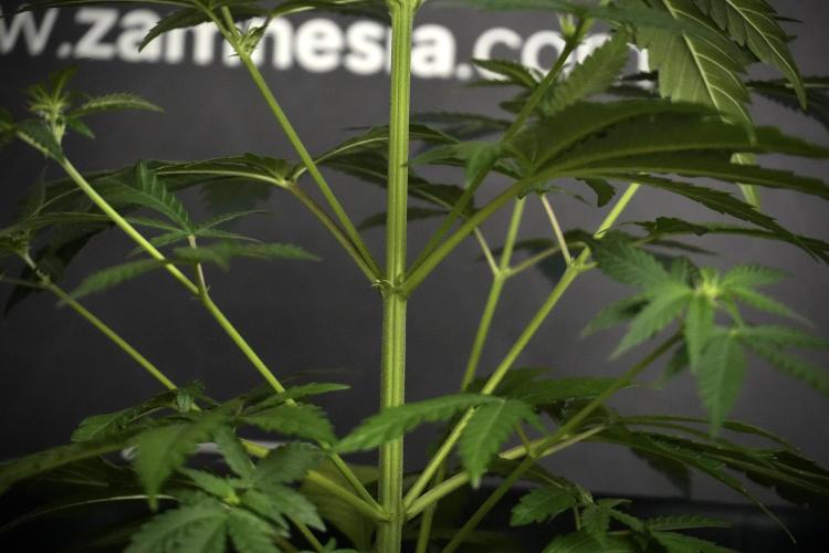 Pheno B Cash Express By Zamnesia. Week 5 - Cash Express Pheno B under views 