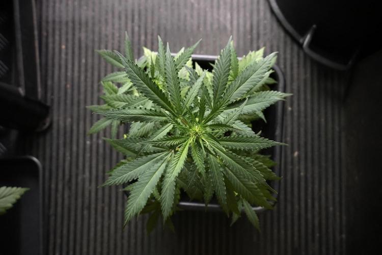 Pheno B Cash Express By Zamnesia. Week 5 - Cash Express Pheno B Bird views 