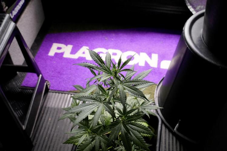Pheno B Cash Express By Zamnesia. Week 5 - Cash Express Pheno B Bird views 