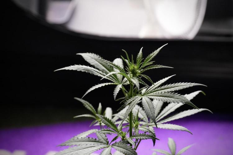 Pheno B Cash Express By Zamnesia. Week 5 - Cash Express Pheno B Bird views 