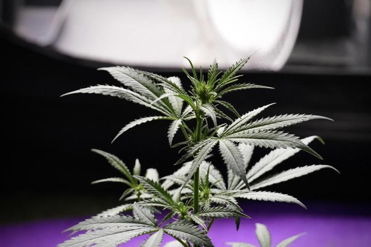 Pheno B Cash Express By Zamnesia. Week 5 - Cash Express Pheno B Bird views 