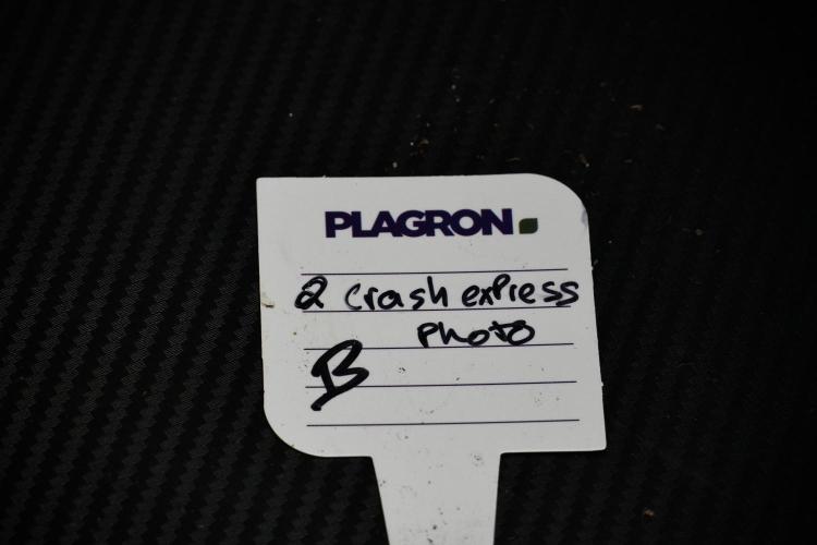 Pheno B Cash Express By Zamnesia. Week 5 - Cash Express Pheno B plant tag