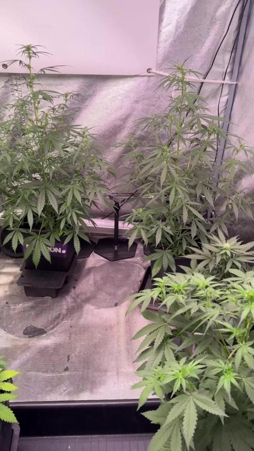 Pheno B Cash Express By Zamnesia