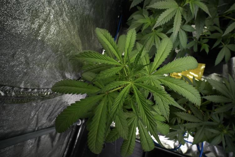 Chem Brulee By Zamnesia Pheno A. Week 5 - huge leafs 