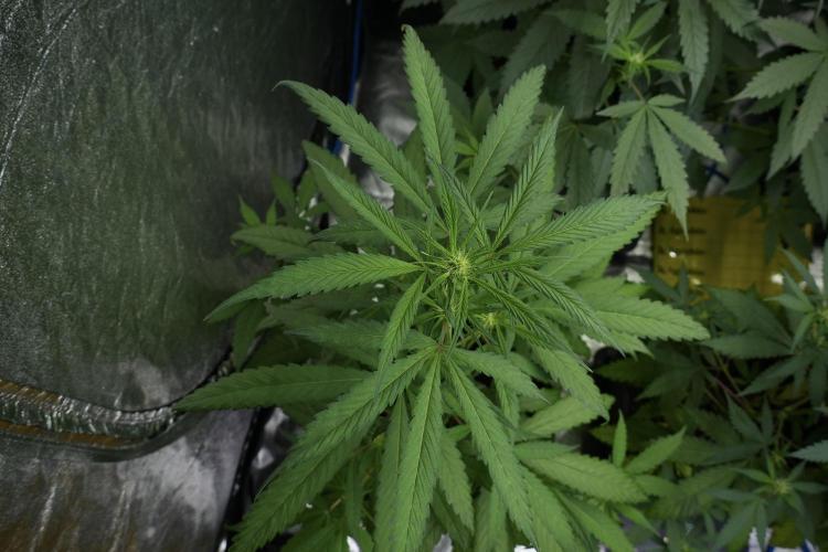 Chem Brulee By Zamnesia Pheno A. Week 5 - Chem Brulee  pheno A Bird Views 