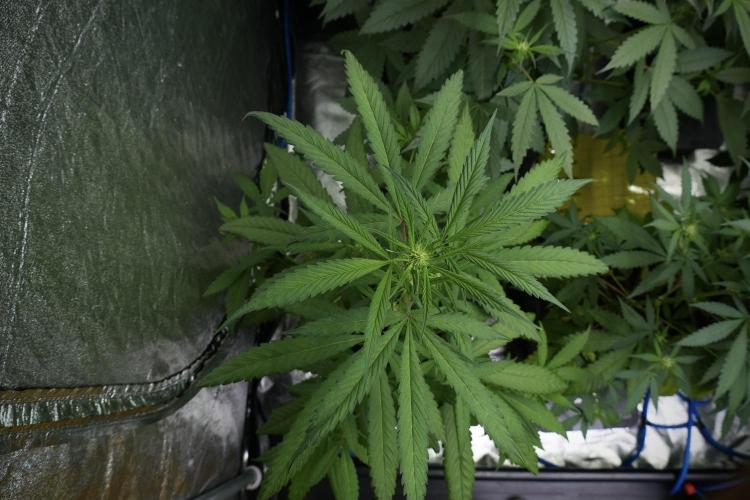 Chem Brulee By Zamnesia Pheno A. Week 5 - Chem Brulee  pheno A Bird Views 