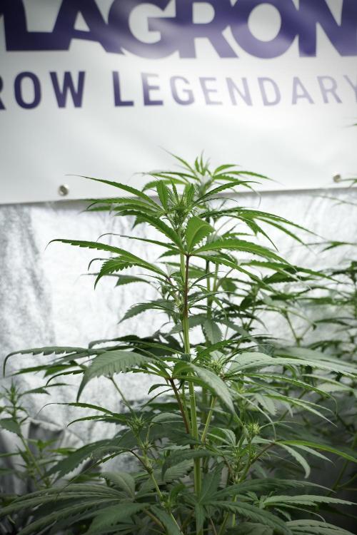 Chem Brulee By Zamnesia Pheno A. Week 5 - Chem Brulee  pheno A Side Views 