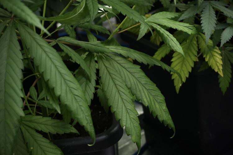 Chem Brulee By Zamnesia Pheno A. Week 5 - Chem Brulee  pheno A huge leafs 