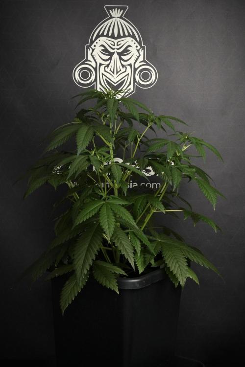 Pheno B Chem Brulee By Zamnesia. Week 5 - Chem Brulee Pheno B