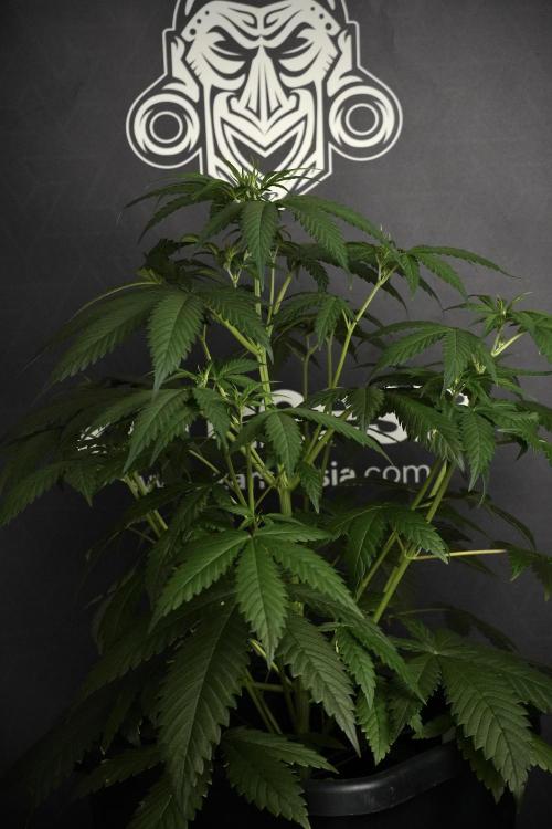 Pheno B Chem Brulee By Zamnesia. Week 5 - Chem Brulee Pheno B