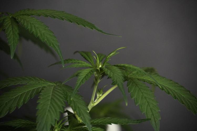 Pheno B Chem Brulee By Zamnesia. Week 5 - Chem Brulee Pheno B