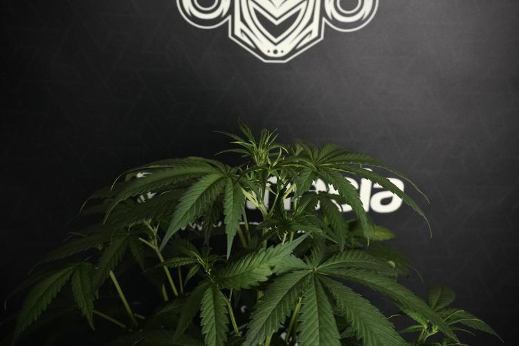 Pheno B Chem Brulee By Zamnesia. Week 5 - Chem Brulee Pheno B