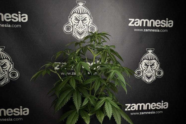 Pheno B Chem Brulee By Zamnesia. Week 5 - Chem Brulee Pheno B