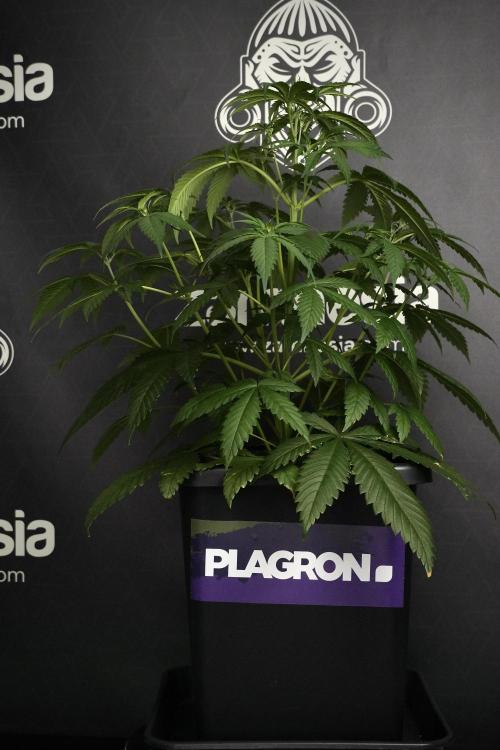Pheno B Chem Brulee By Zamnesia. Week 5 - Chem Brulee Pheno B