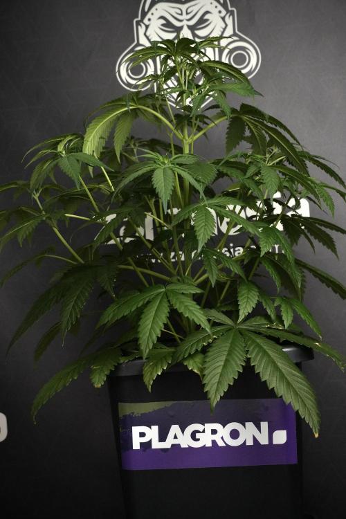 Pheno B Chem Brulee By Zamnesia. Week 5 - Chem Brulee Pheno B