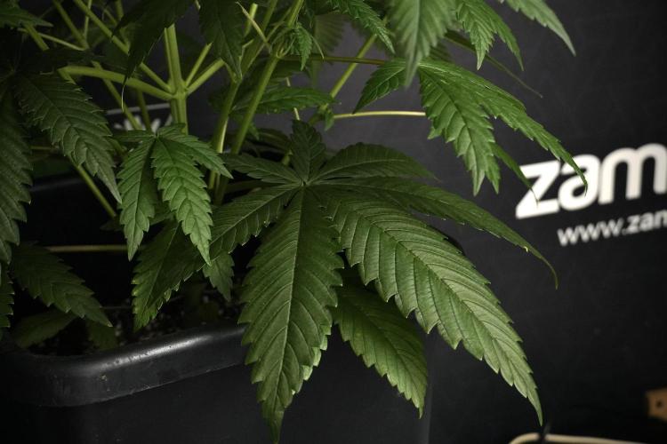 Pheno B Chem Brulee By Zamnesia. Week 5 - Chem Brulee Pheno B