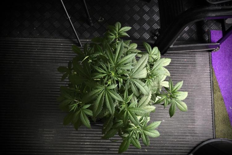 Pheno B Chem Brulee By Zamnesia. Week 5 - Chem Brulee Pheno B Bird views
