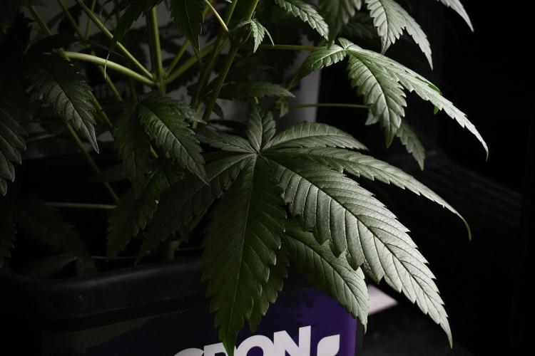 Pheno B Chem Brulee By Zamnesia. Week 5 - Chem Brulee Pheno B Bird views
