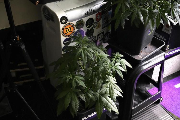 Pheno B Chem Brulee By Zamnesia. Week 5 - Chem Brulee Pheno B 