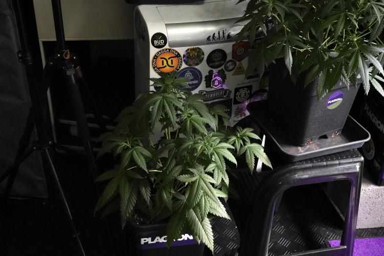 Pheno B Chem Brulee By Zamnesia. Week 5 - Chem Brulee Pheno B 