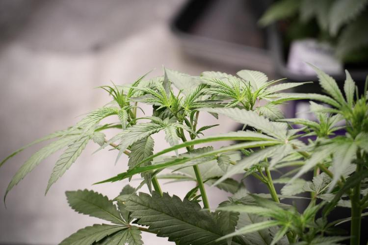 God father OG By Zamnesia Pheno A. Week 5 - God father OG Pheno A