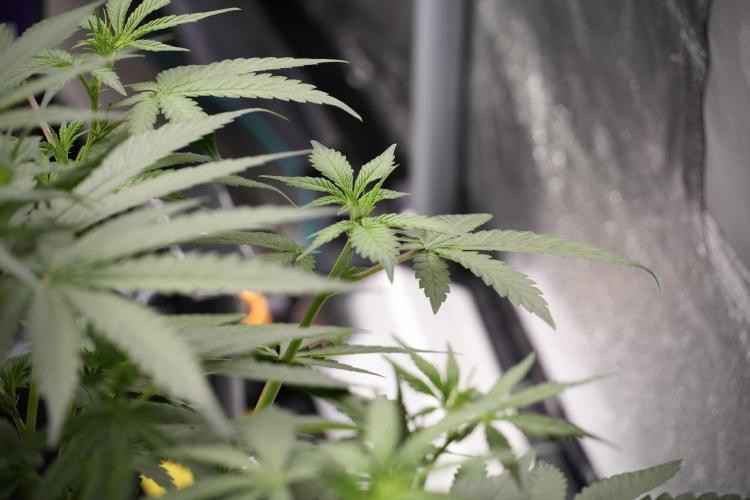 God father OG By Zamnesia Pheno A. Week 5 - God father OG Pheno A