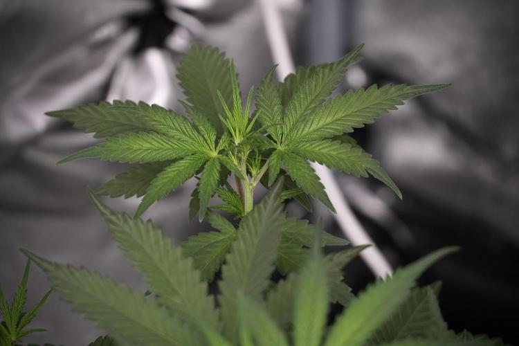 God father OG By Zamnesia Pheno A. Week 5 - God father OG Pheno A