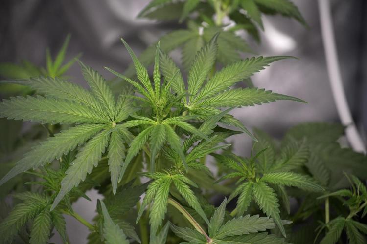 God father OG By Zamnesia Pheno A. Week 5 - God father OG Pheno A