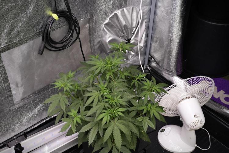 God father OG By Zamnesia Pheno A. Week 5 - God father OG Pheno A