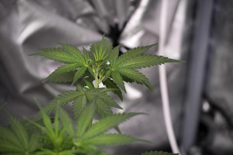 God father OG By Zamnesia Pheno A. Week 5 - God father OG Pheno A