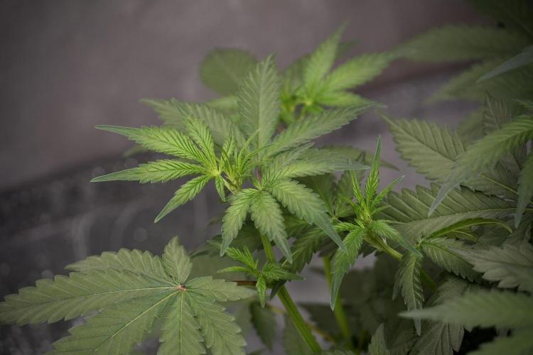 God father OG By Zamnesia Pheno A. Week 5 - God father OG Pheno A