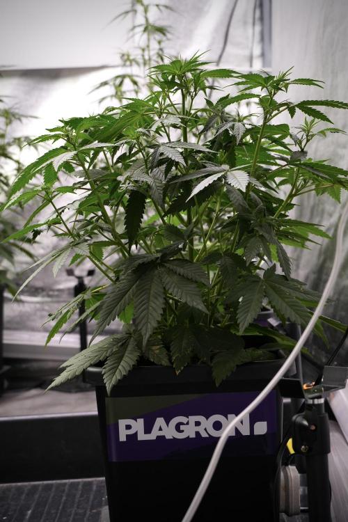 God father OG By Zamnesia Pheno A. Week 5 - God father OG Pheno A