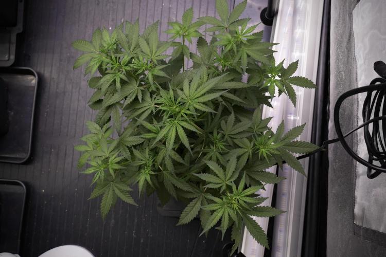 God father OG By Zamnesia Pheno A. Week 5 - God father OG Pheno A
