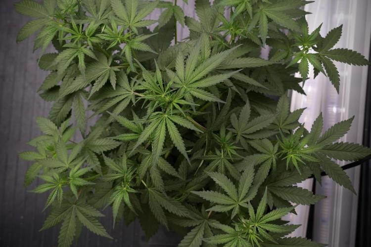 God father OG By Zamnesia Pheno A. Week 5 - God father OG Pheno A